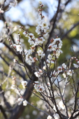 2月13日 岡本梅林公園 ６