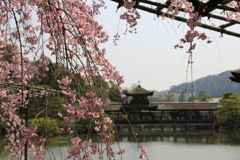 3月29日 京都 10 3月29日 京都 10