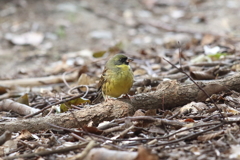 3月13日 明石公園 ９