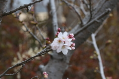 3月20日 布引の滝 ３