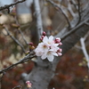3月20日 布引の滝 ３