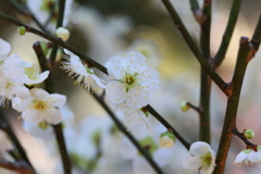 2月13日 岡本梅林公園 23