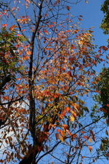 11月16日 相楽園 24