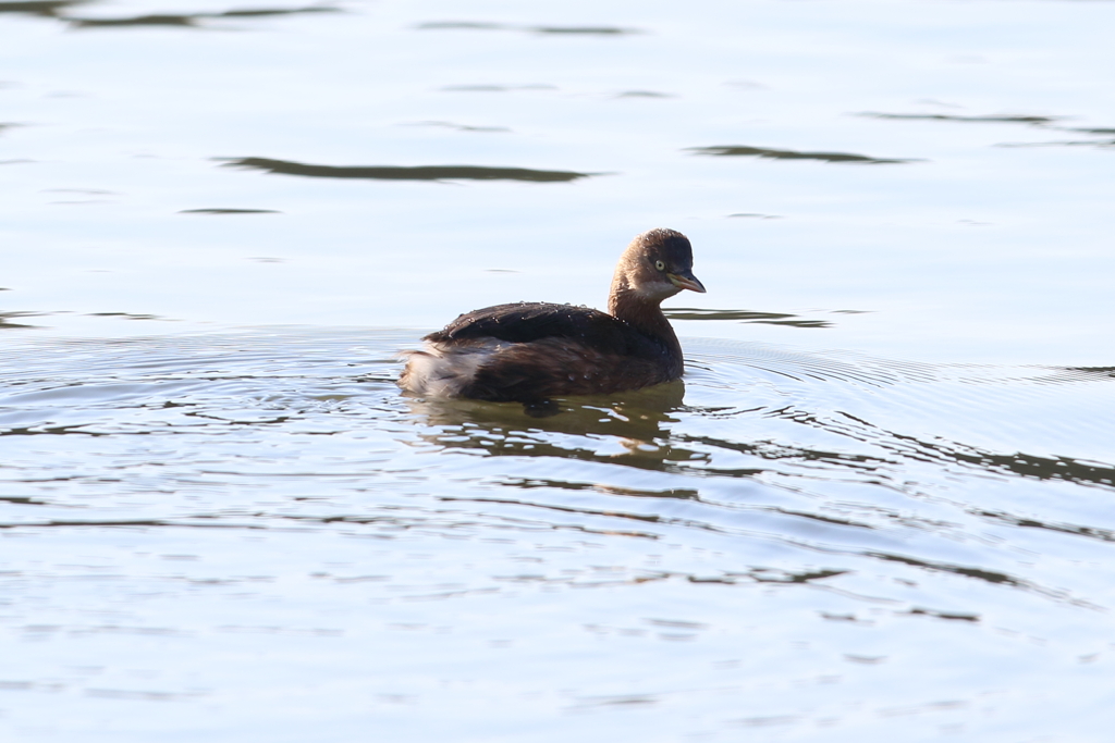 12月31日 明石公園 ４