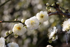 2月13日 岡本梅林公園 29