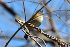 3月5日 明石公園 14