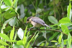 6月2日 明石公園 28