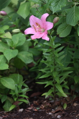 6月13日 布引ハーブ園 25