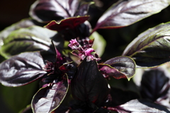 9月21日 布引ハーブ園 17