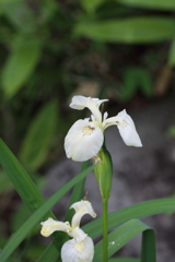 5月18日 相楽園 22