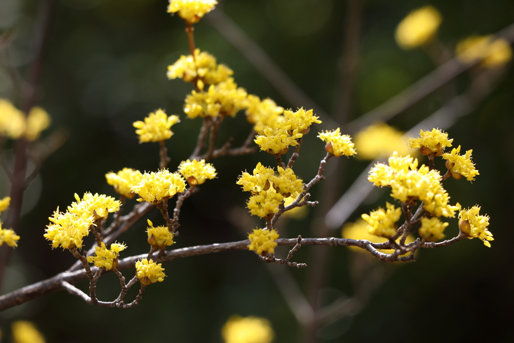 3月5日 岡本公園 20