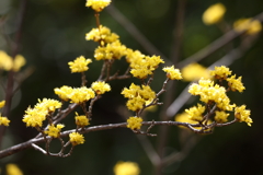 3月5日 岡本公園 20