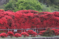 4月18日 長岡天神 11