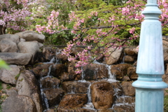 4月3日 岡本南公園 ９