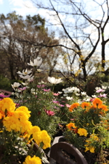 12月15日 布引ハーブ園 13