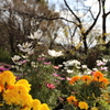 12月15日 布引ハーブ園 13
