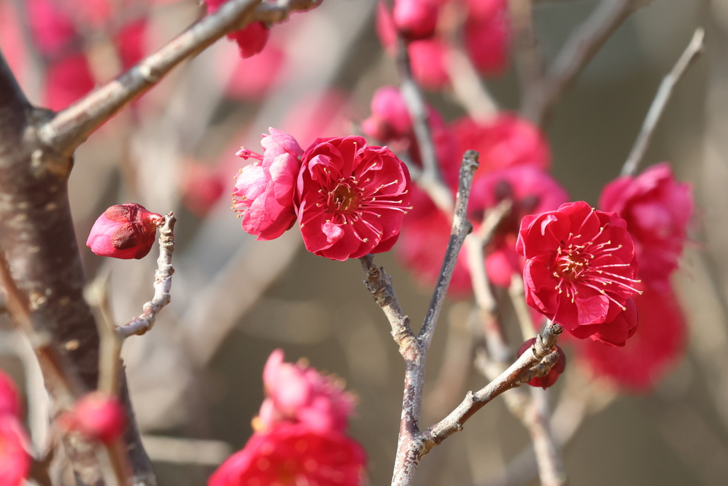 2月11日 明石公園 ３