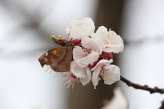 3月20日 布引ハーブ園 71