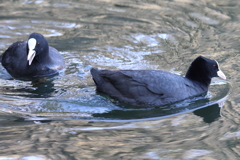 3月10日 大阪城公園 ３