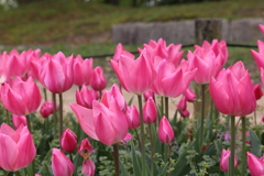4月18日 万博記念公園 34