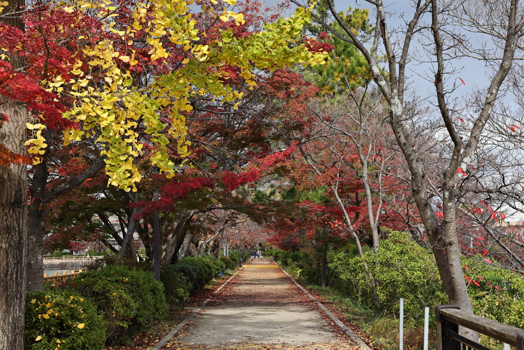 11月23日 京都 ５