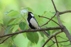5月6日 大阪城公園 １