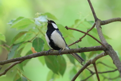 5月6日 大阪城公園 １