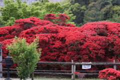 4月18日 長岡天神 16