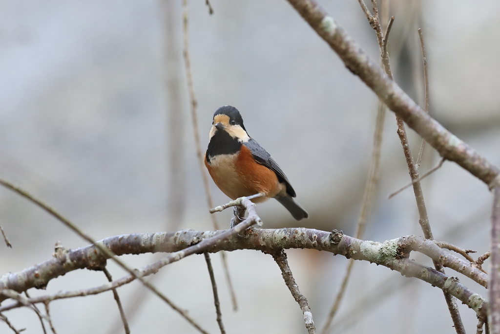 12月11日 明石公園 11