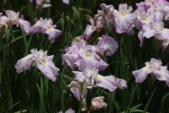 6月6日 須磨離宮公園 49