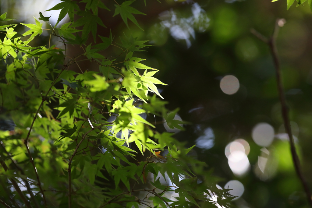 11月27日 明石公園 ５