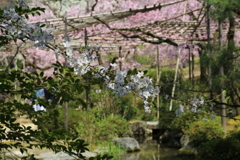 3月29日 京都 7 3月29日 京都 7