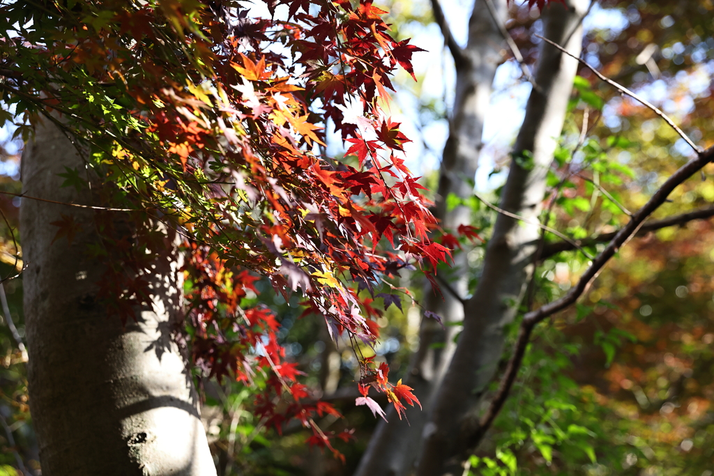 11月14日 布引の滝 ２