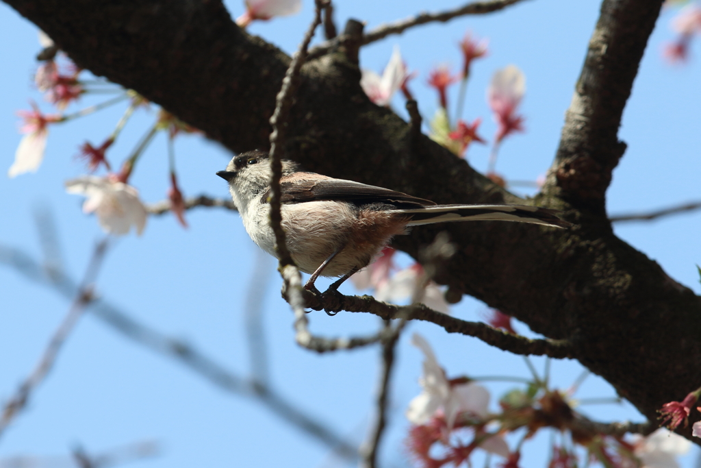 終わりかけの桜とエナガ