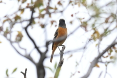 11月12日 大阪城公園 14