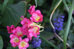 4月10日 散歩 10