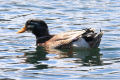 3月10日 大阪城公園 ８