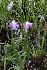 6月6日 須磨離宮公園 40