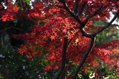 12月6日 須磨離宮公園 20