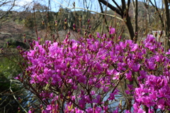 3月20日 京都嵐山 60