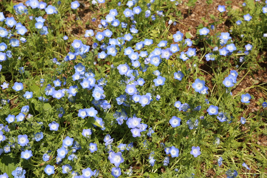5月5日 布引ハーブ園 21
