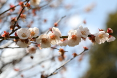 3月5日 岡本公園 38