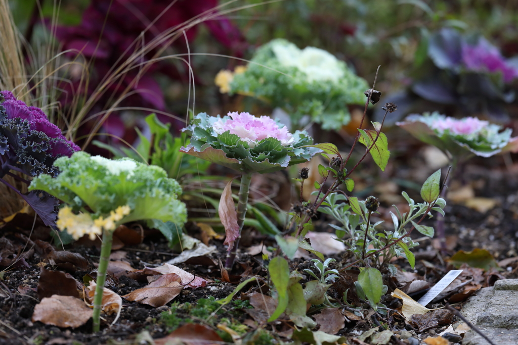 12月11日 明石公園 ２
