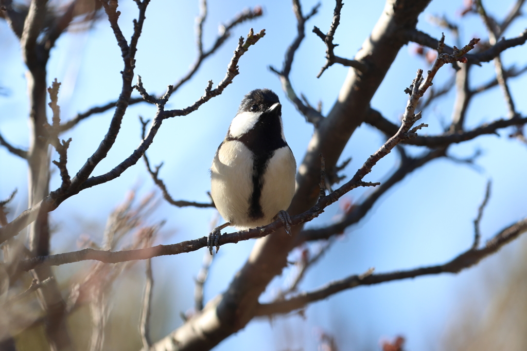 1月29日 明石公園 １