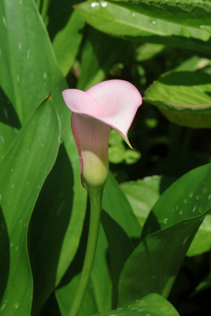 6月16日 明石公園 10