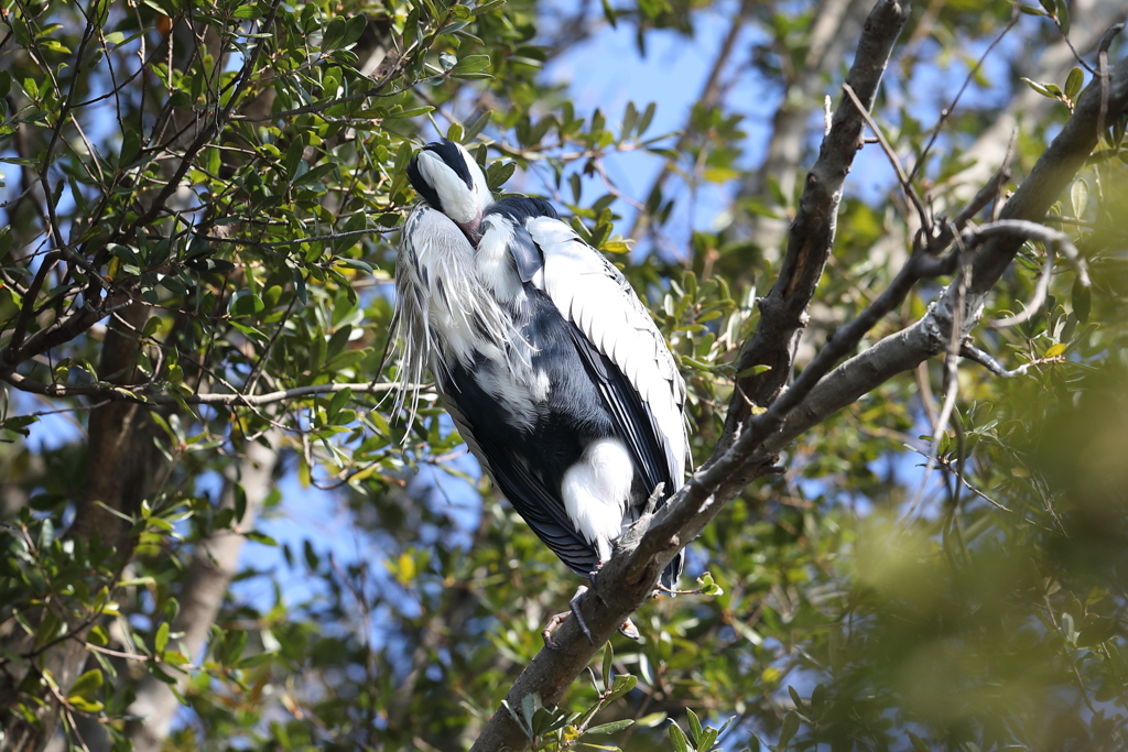1月10日 明石公園 ２