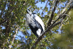 1月10日 明石公園 ２