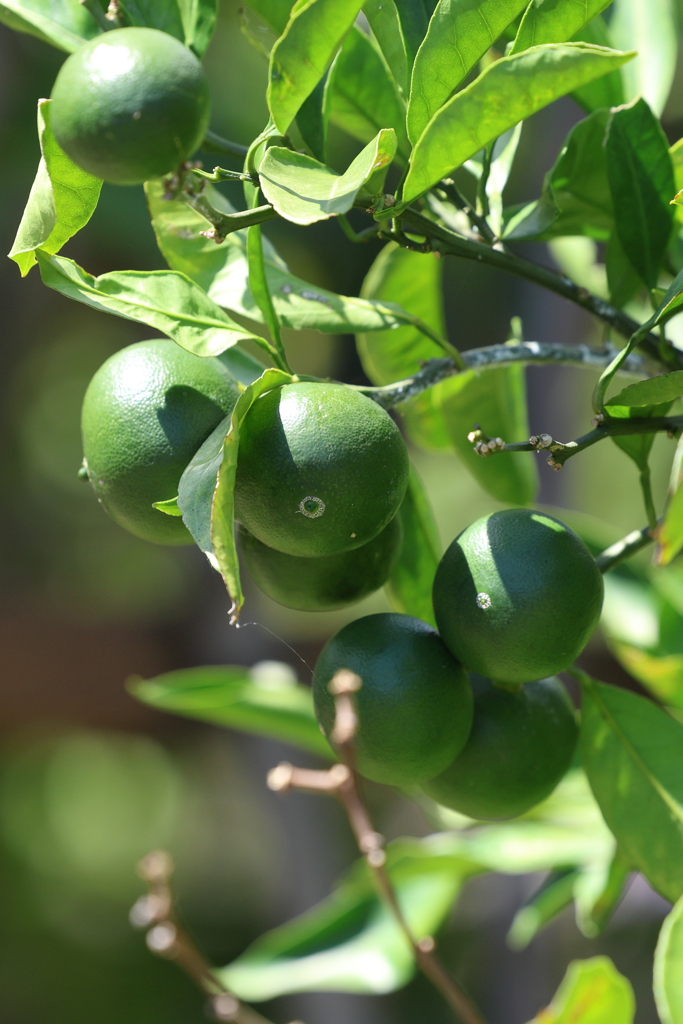 8月12日 布引ハーブ園 37