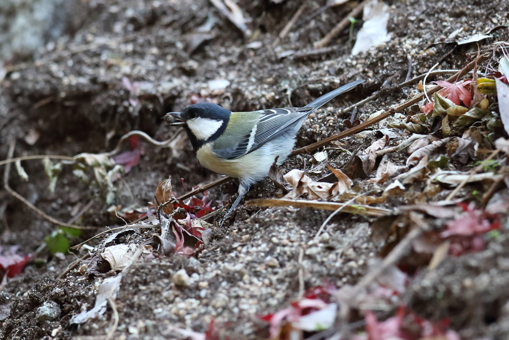 11月28日 明石公園 ３