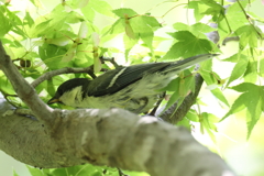 5月23日 明石公園 15